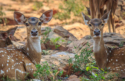 Dehradun Zoo