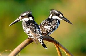 jim-corbett-birds1