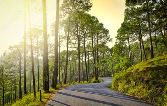 Lovely Road Ranikhet