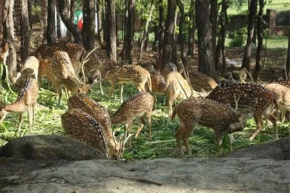 Dehradun Zoo