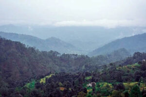 bhimtal-forest
