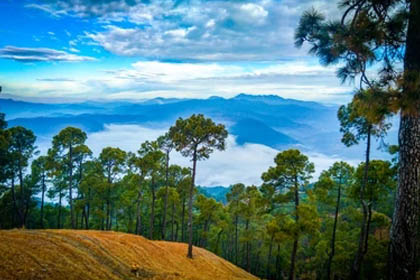 Pine Trees In Ranikhet