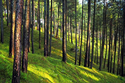 Beautiful Forest Ranikhet