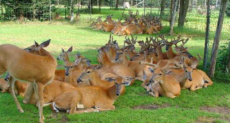 malsi deer park